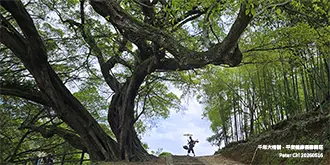 千年大榕樹 ── 平安・健康・長壽・興旺